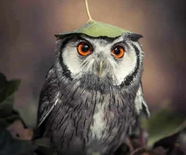 アパート Cesar Manrique - Albufeira, Portugal アルブフェイラ