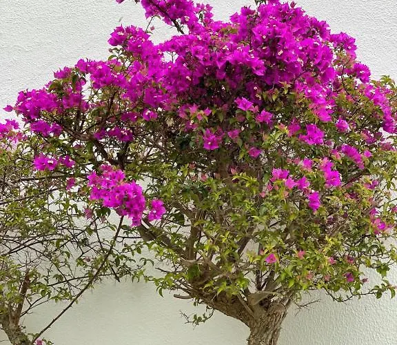 Cesar Manrique - Albufeira, Portugal דירה אלבופיירה