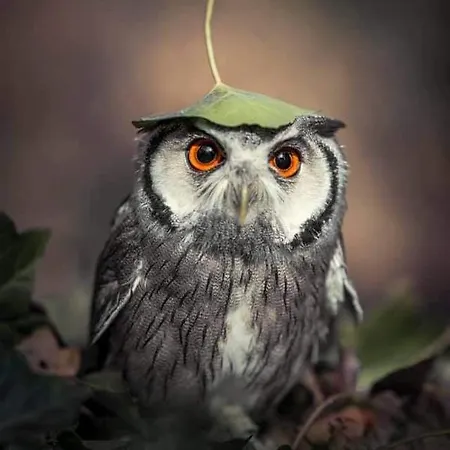 Apartament Cesar Manrique - Albufeira, Portugal Albufeira