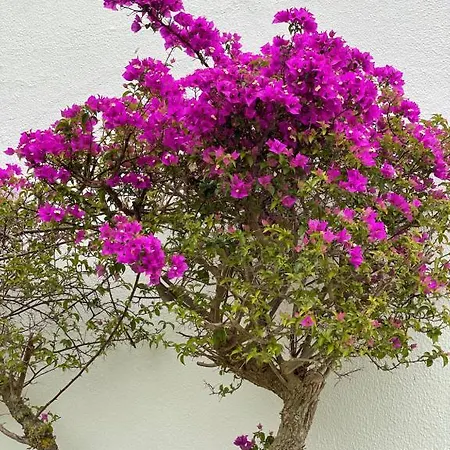 Cesar Manrique - Albufeira, Portugal 公寓 阿尔布费拉